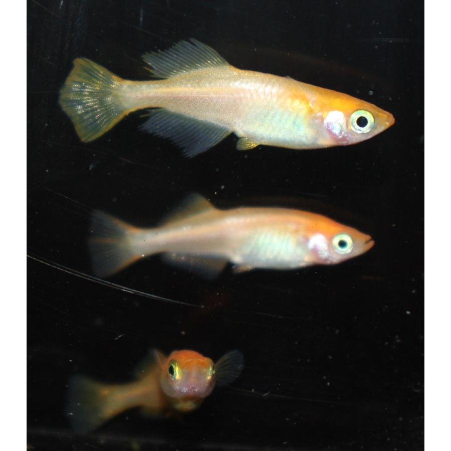 メダカ 黄金べっ甲 ヒカリ体系 3ペア