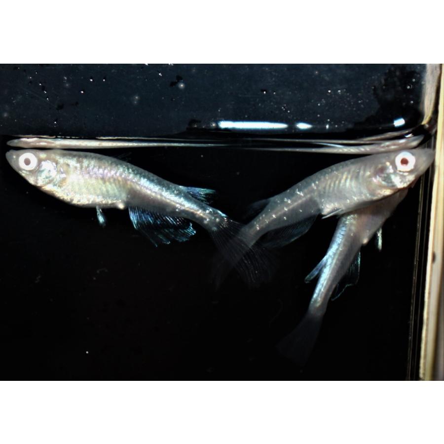 メダカ 王妃 M〜Lサイズ 3ペア : メダカ屋ひな - 通販 - Yahoo