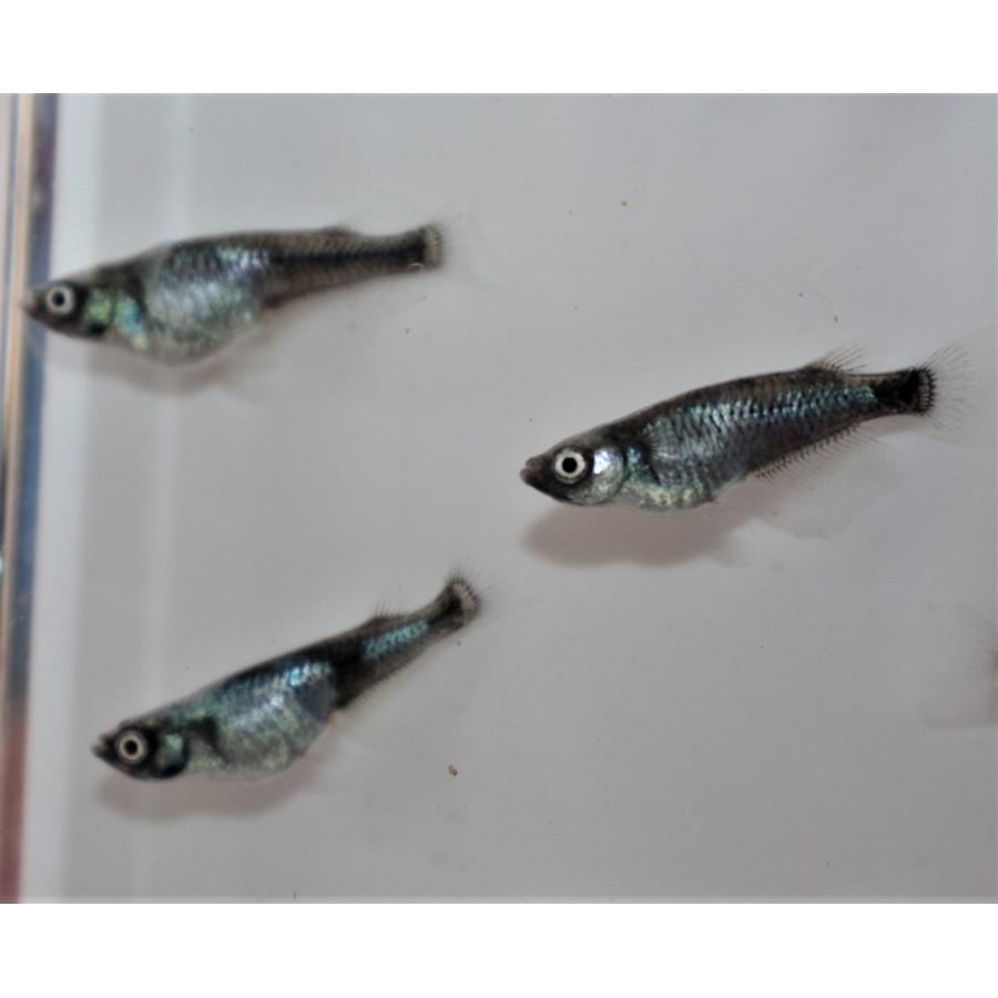 メダカ　黒百式　10匹 メダカ/ メダカ/黒百式ブルーめだか 稚魚10匹 /黒百式メダカ : めだか