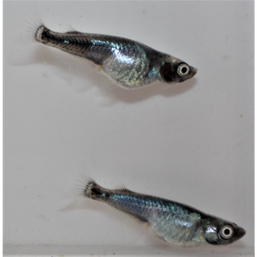 メダカ）黒百式 未選別 稚魚 Sサイズ 10匹セット : メダカ屋ひな