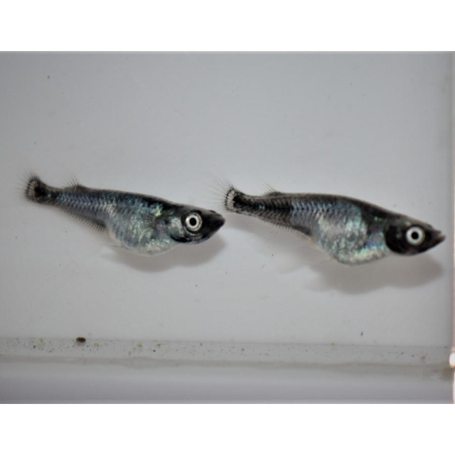 メダカ）黒百式 未選別 稚魚 Sサイズ 10匹セット : メダカ屋ひな