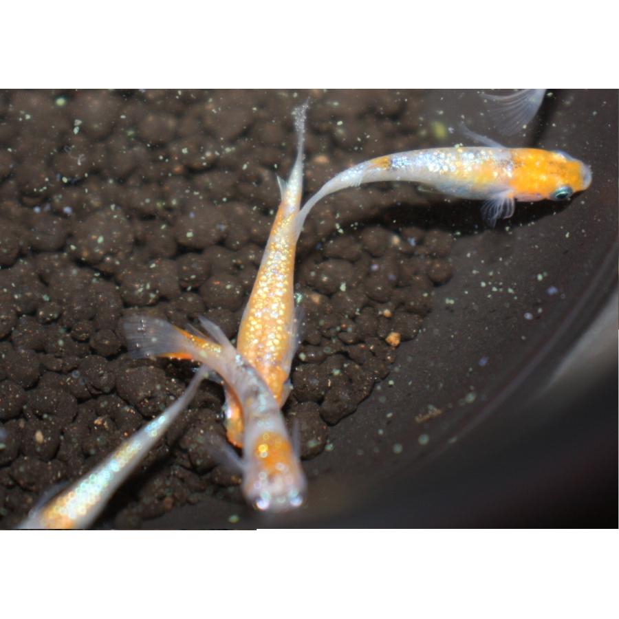 メダカ 月華 Mサイズ 3ペア＋保障 : メダカ屋ひな - 通販 - Yahoo