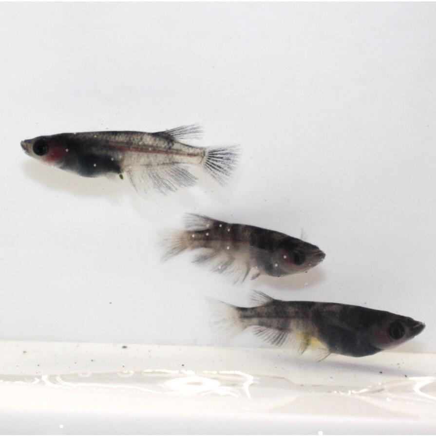 和墨 ヒカリ オス4 メス4 ⑦ 和墨リアルロングフィン光体型。 メス