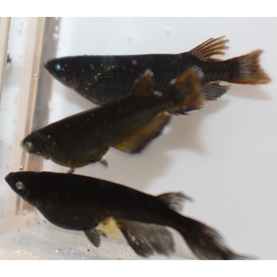 メダカ）黒天幻龍 Sサイズ 8匹（未選別） : メダカ屋ひな - 通販
