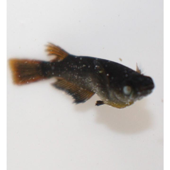 メダカ）黒天幻龍 Sサイズ 8匹（未選別） : メダカ屋ひな - 通販