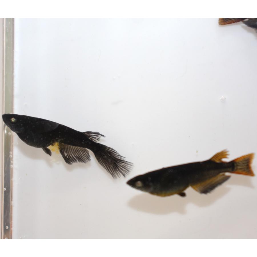 メダカ）黒天幻龍 Sサイズ 8匹（未選別） : メダカ屋ひな - 通販