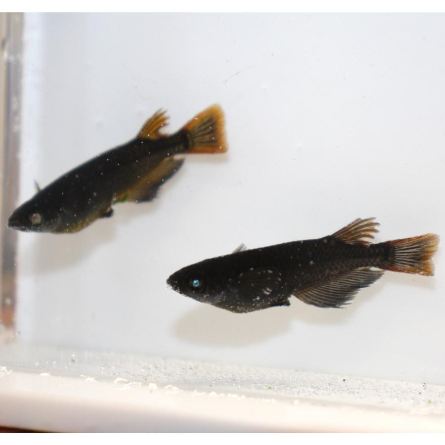 メダカ)黒天幻龍 Sサイズ 8匹(未選別) : メダカ屋ひな メダカ)黒天幻龍 Sサイズ 8匹(未選別) : メダカ屋ひな