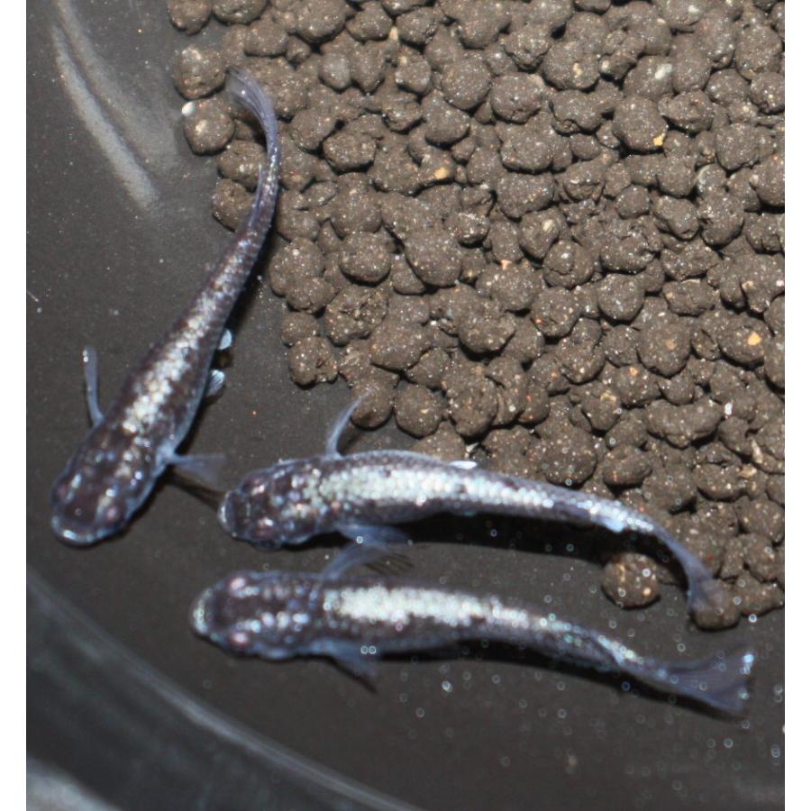 メダカ クラウドグレーダイヤ（上見強ラメブラックダイヤ）3ペア