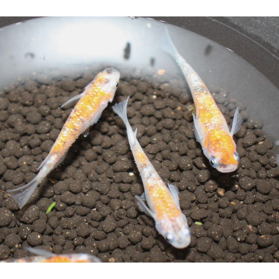 メダカ）月華 稚魚 未選別 Sサイズ 13匹セット ※色は成長とともに