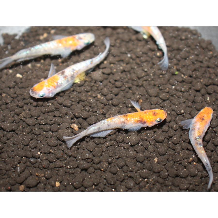 メダカ）月華 稚魚 未選別 Sサイズ 13匹セット ※色は成長とともに