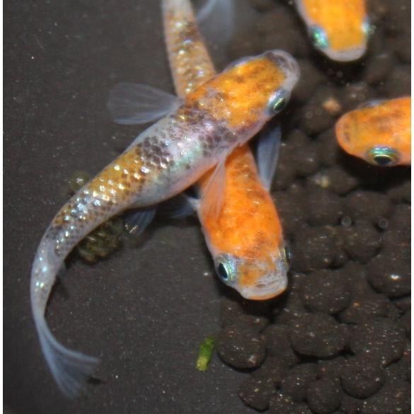 メダカ 三色ラメ幹之 虹ラメ Mサイズ 4ペア8匹 : メダカ屋ひな