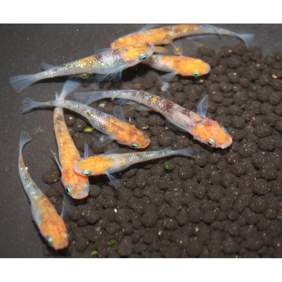 メダカ 三色ラメ幹之 虹ラメ Mサイズ 4ペア8匹 : メダカ屋ひな