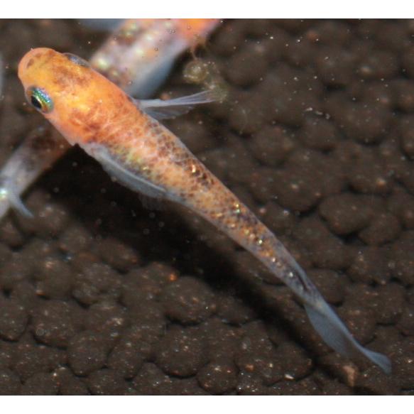 メダカ 三色ラメ幹之 虹ラメ Mサイズ 4ペア8匹 : メダカ屋ひな