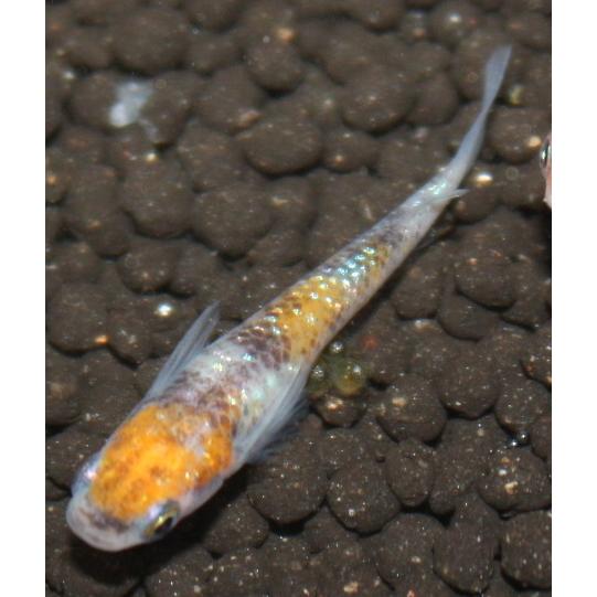 メダカ 三色ラメ幹之 虹ラメ Mサイズ 4ペア8匹 : メダカ屋ひな