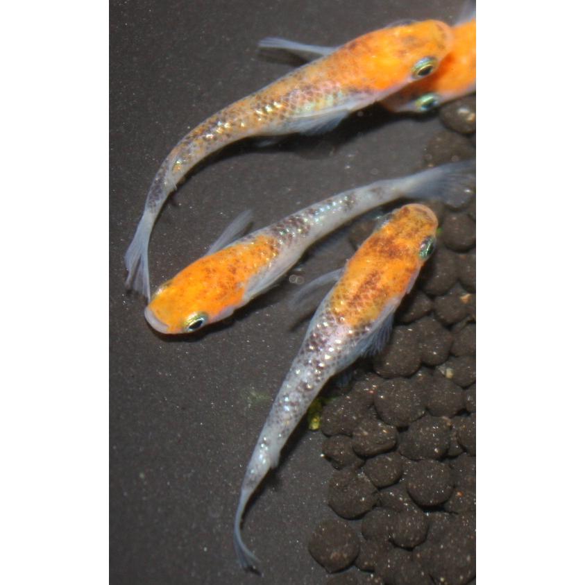 メダカ 三色ラメ幹之 虹ラメ Mサイズ 4ペア8匹 : メダカ屋ひな