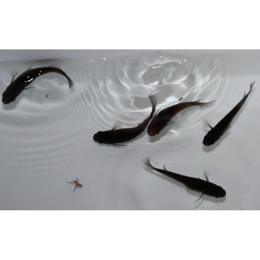メダカ）漆黒（スーパーブラック）未選別 稚魚 Sサイズ 15匹セット
