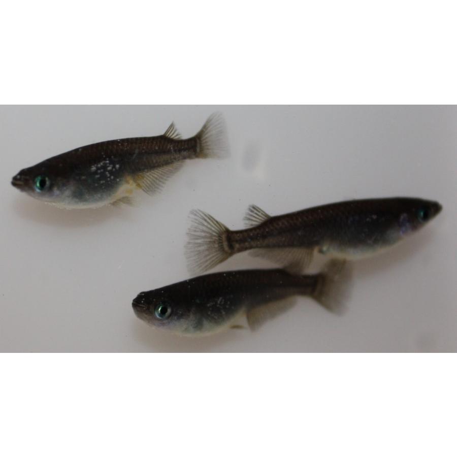 メダカの子ども様【専用】 メダカの浮くネット（小） | 株式会社スドー｜観賞魚・水草 爬虫類