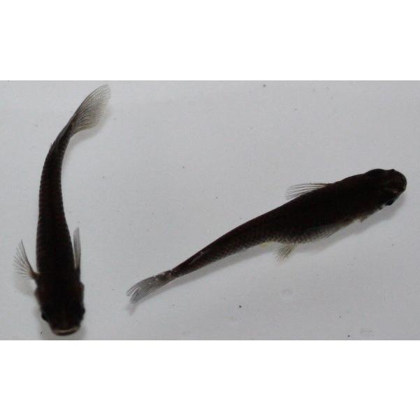 メダカ）漆黒（スーパーブラック）未選別 稚魚 Sサイズ 15匹セット