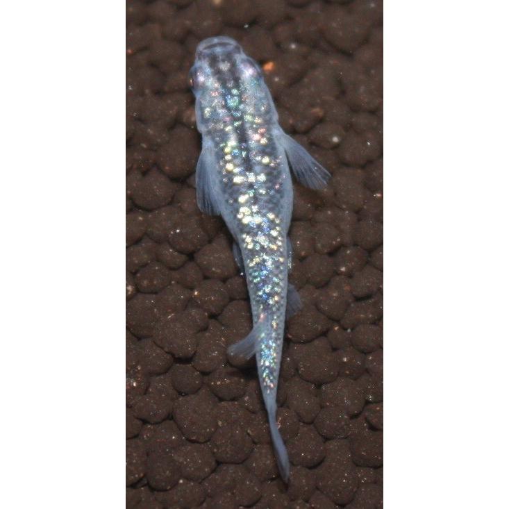メダカ 黒ラメ幹之 虹ラメ M・Lサイズ3ペア : メダカ屋ひな - 通販
