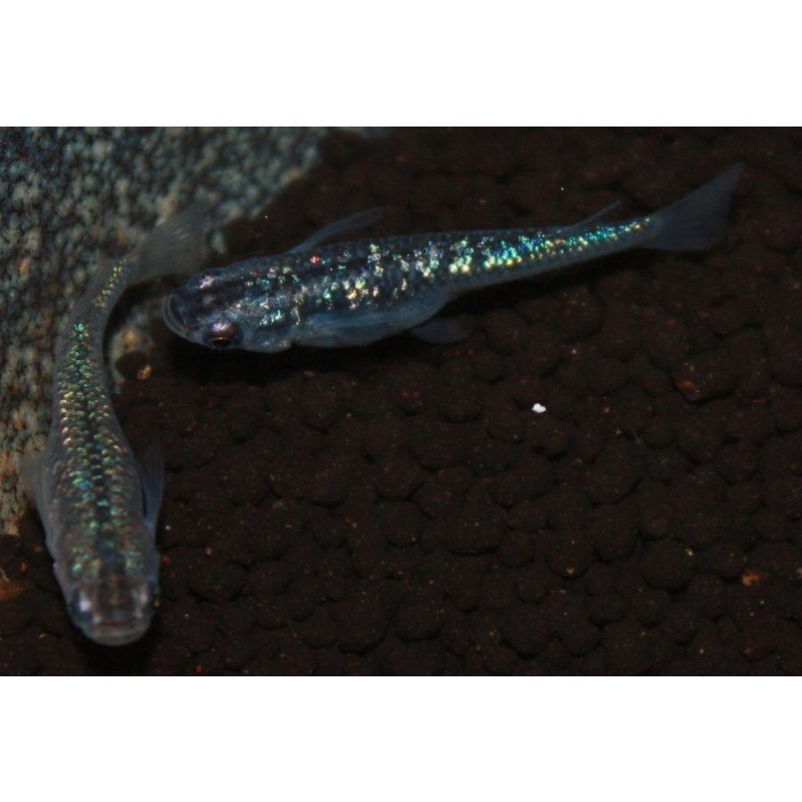 メダカ 黒ラメ幹之 虹ラメ M・Lサイズ3ペア : メダカ屋ひな - 通販