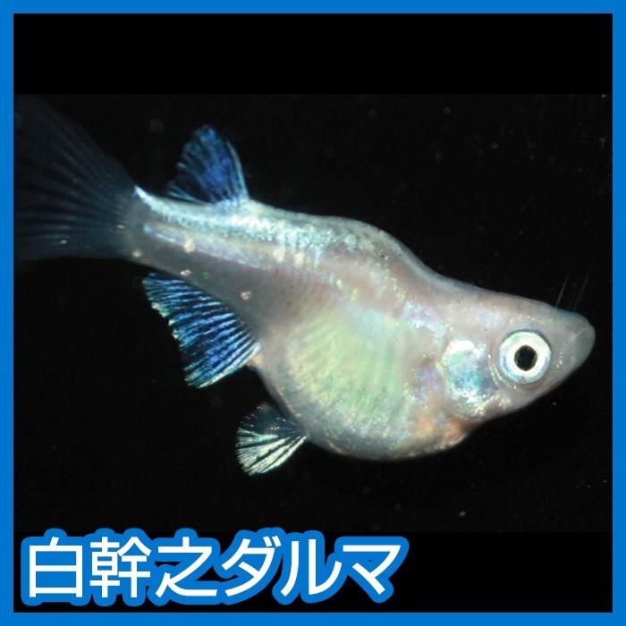 メダカ 白幹之ダルマ M〜Lサイズ 5匹セット : メダカ屋ひな - 通販