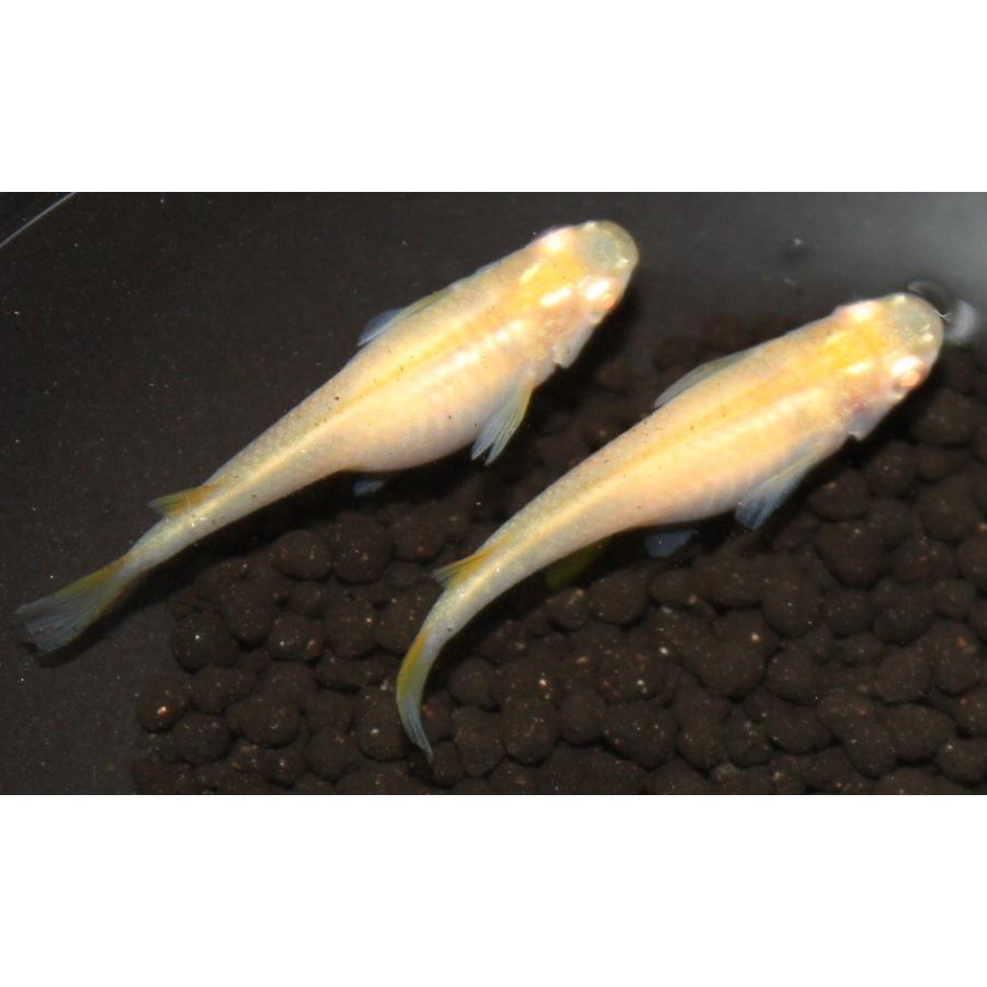 メダカ オレンジアルビノ 楊貴妃アルビノ M・Lサイズ 5匹セット