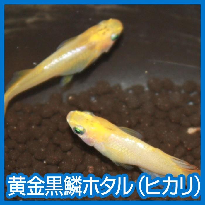 メダカ 黄金黒鱗ホタル ヒカリ体型 Mサイズ 5匹セット : メダカ屋
