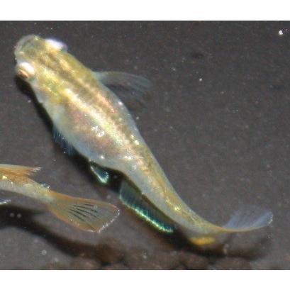 メダカ 鳳凰改 M〜Lサイズ 5匹セット : メダカ屋ひな - 通販 - Yahoo 