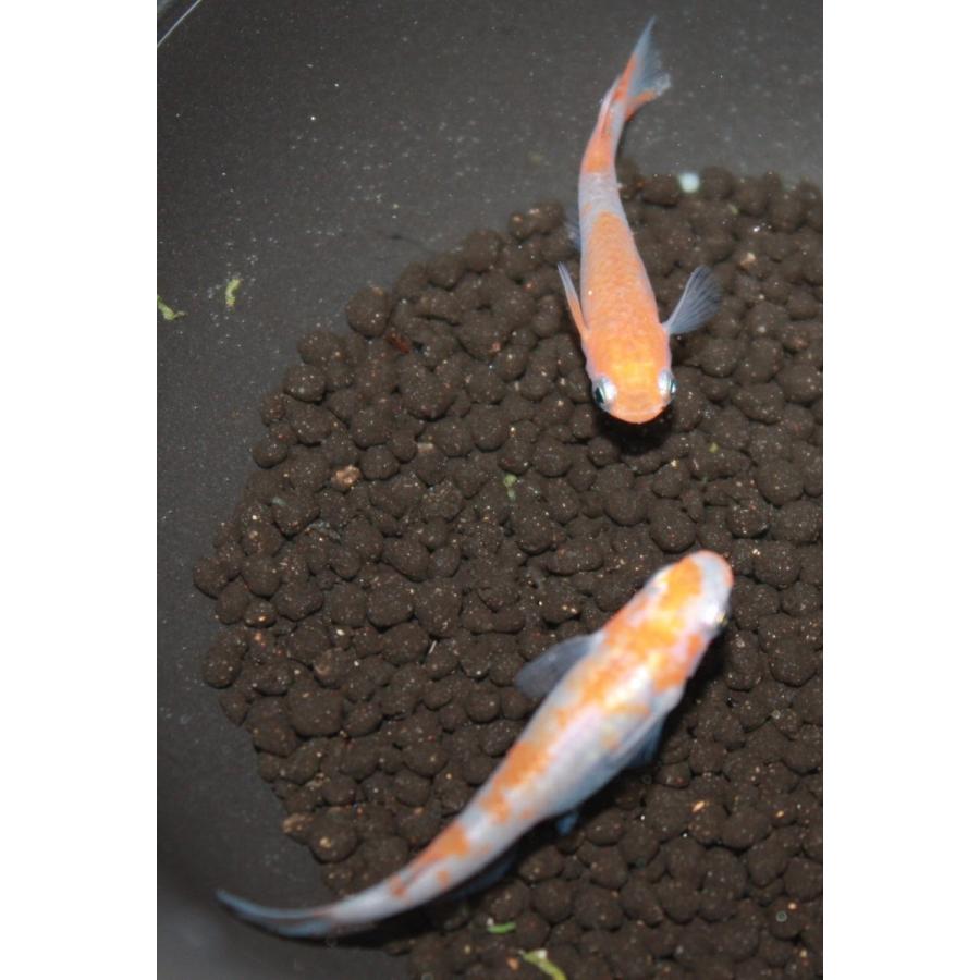 メダカ 紅椿 M〜Lサイズ 5ペア10匹 : メダカ屋ひな - 通販