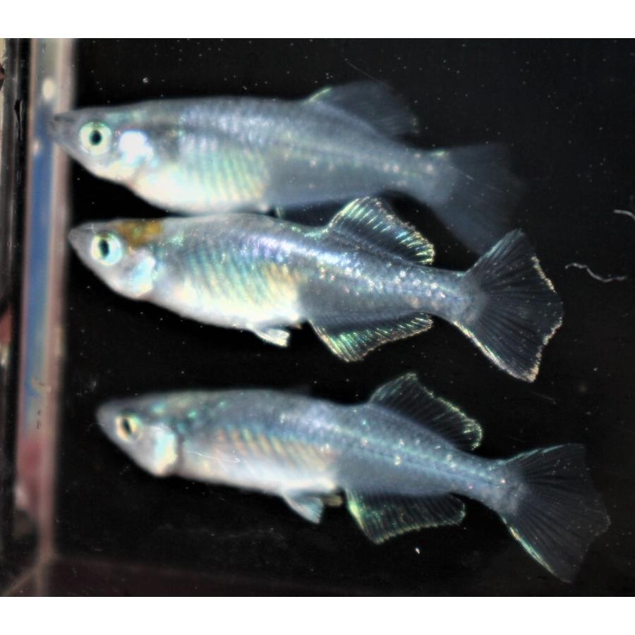 メダカ 禅 極みブラックヒカリ Mサイズ 5匹 : メダカ屋ひな メダカ 禅 極みブラックヒカリ Mサイズ 5匹 : メダカ屋ひな