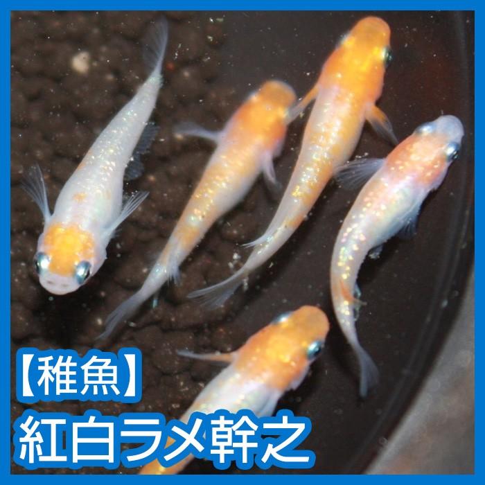 メダカ）紅白ラメ幹之 未選別 Sサイズ 15匹セット : メダカ屋ひな