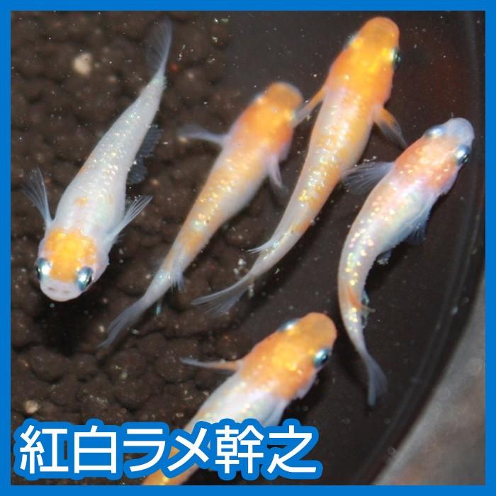 メダカ 紅白ラメ幹之 Mサイズ3ペア : メダカ屋ひな - 通販 - Yahoo