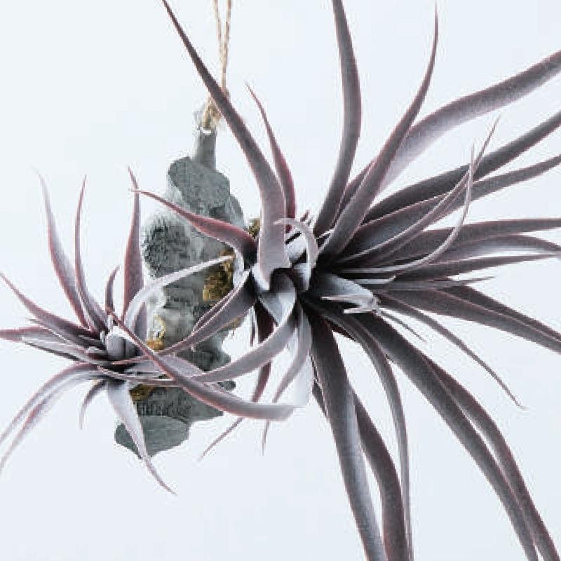 人工観葉植物 チランジア 着生 パープル 32 （24個入り） MIRAKANA_2
