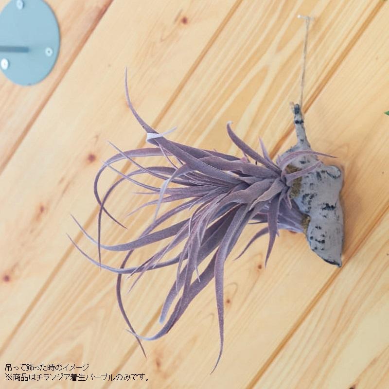 人工観葉植物 チランジア 着生 パープル 32 （24個入り） MIRAKANA_3