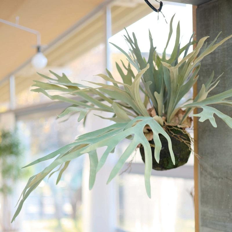 人工観葉植物 ビカクシダ ハンギングボール 60 （2個入り） MIRAKANA_3