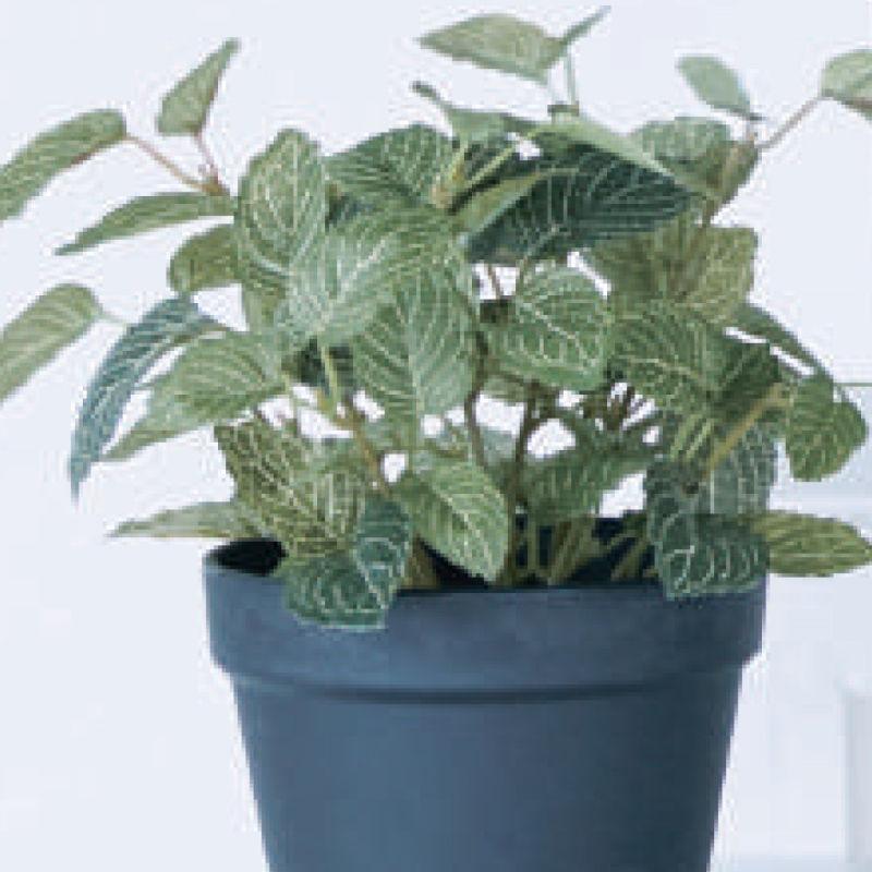 人工観葉植物 フィットニア ポット 22 （12個入り） MIRAKANAの画像