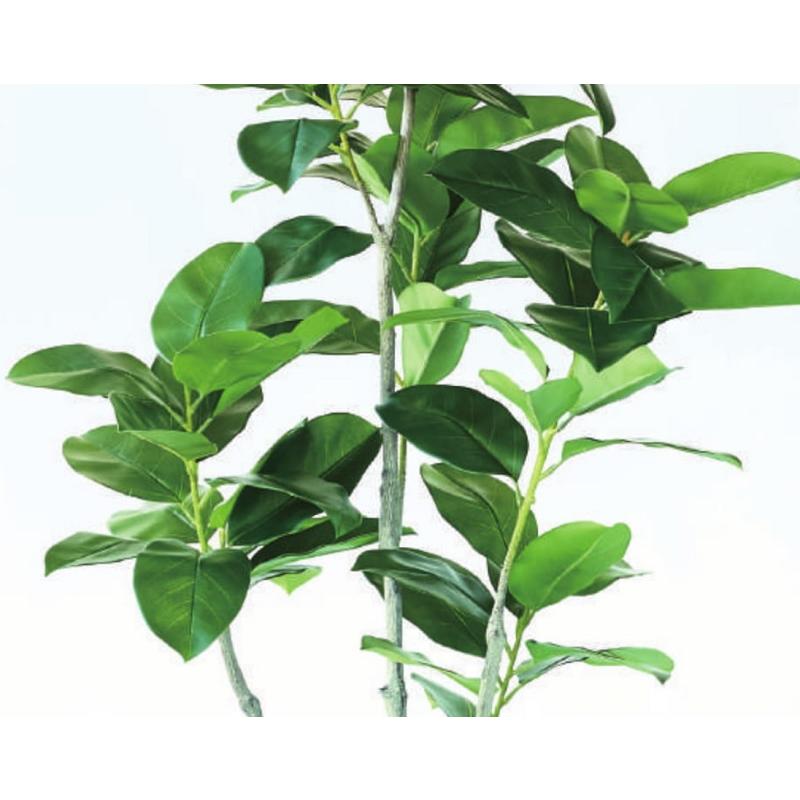 人工観葉植物 フィカス ベンガレンシス ポット 170 （1個入り） MIRAKANAの画像