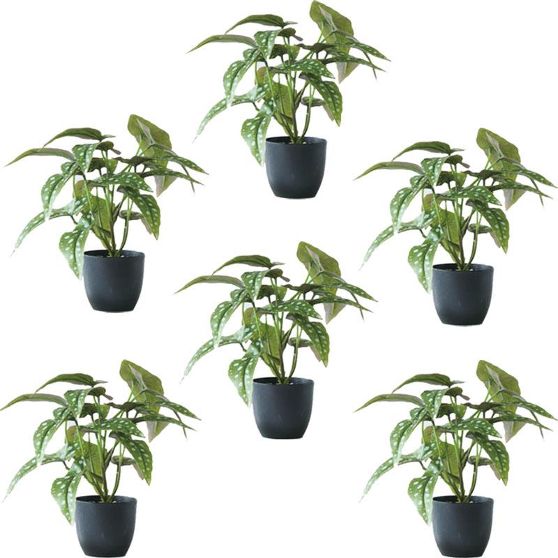 人工観葉植物 ベゴニア マクラータ ポット 28 （6個入り） MIRAKANA