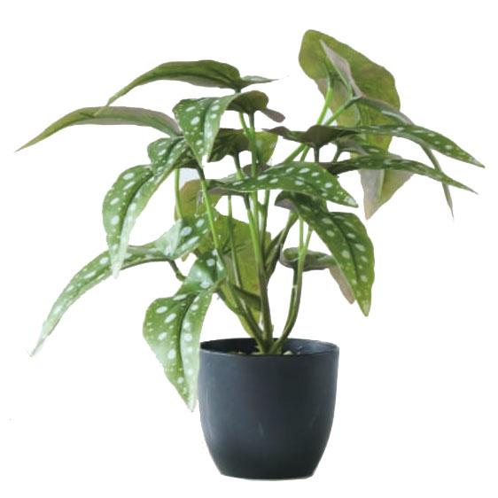 人工観葉植物 ベゴニア マクラータ ポット 28 （6個入り） MIRAKANA