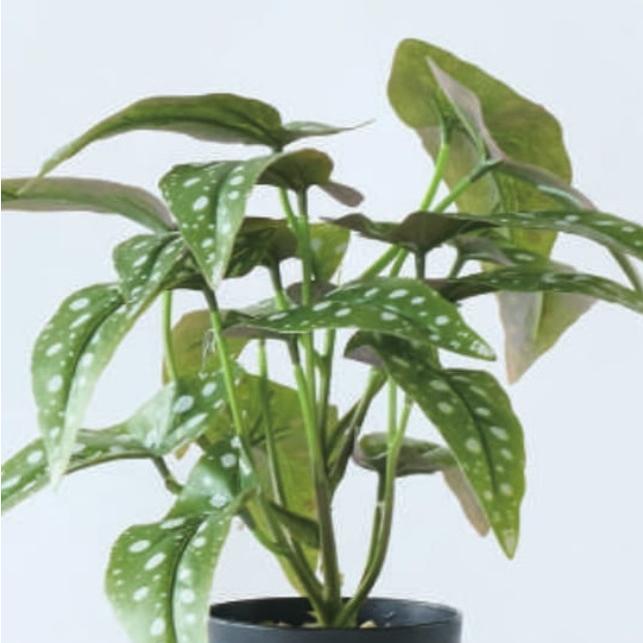 人工観葉植物 ベゴニア マクラータ ポット 28 （6個入り） MIRAKANA
