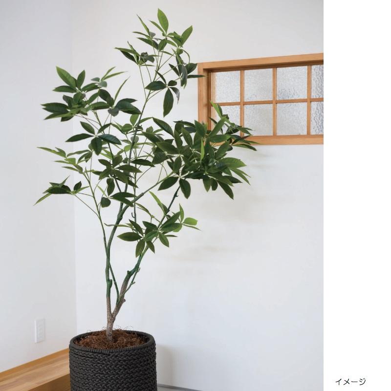 人工観葉植物 パキラ ポット 175 （1個入り） MIRAKANAの画像