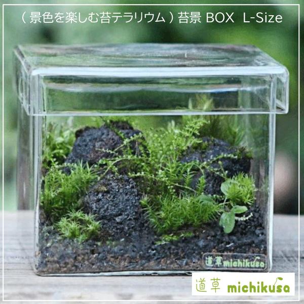 景色を楽しむ苔テラリウム 苔景box 苔玉 苔 ひねもす がーでんの 景色を楽しむ苔テラリウム 苔景box L Size Bm 027 Bm 027 L Size Bm 027 Bm 027ならショッピング ランキングや口コミも豊富なネット通販 更にお得なpaypay残高も スマホアプリも充実で毎日どこから