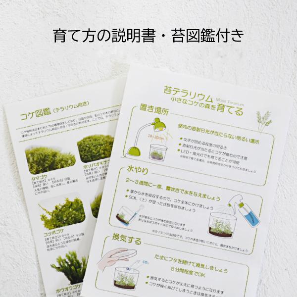 初回限定 景色を楽しむ苔テラリウム 苔景box L Size Bm 027 Seal限定商品 Www Tiniciti Com