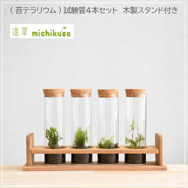 ファイナルバーゲン 実験のように楽しむ苔テラリウム 試験管４本セット 木製スタンド付き Bm 039 人気第6位 Www Miecuador Edu Ec