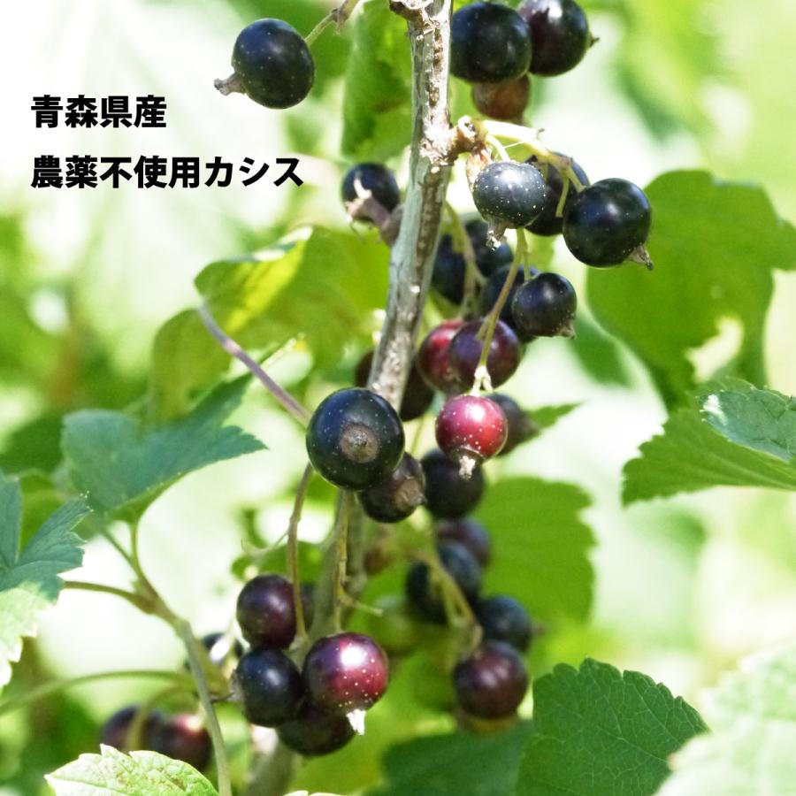 冷凍）国産冷凍カシス果実（青森県産・農薬不使用・山田さん）約1kg