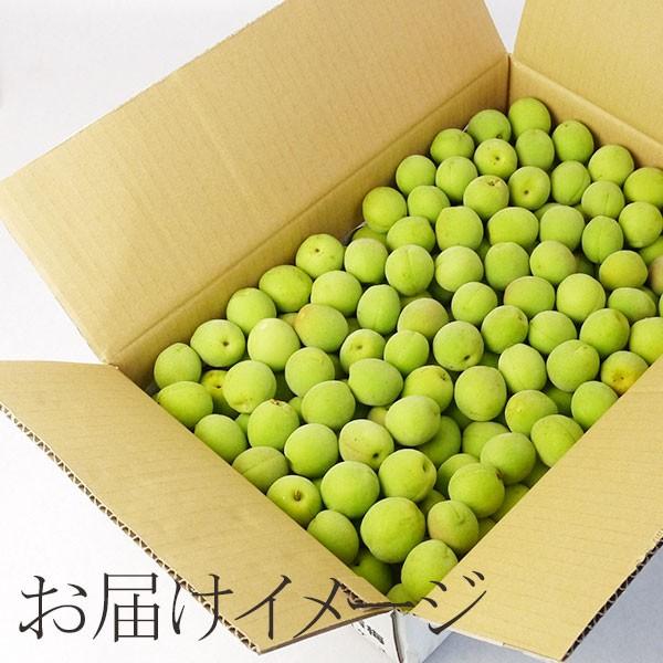 冷蔵）青森の青梅[豊後梅ぶんごうめ]2L〜3Lサイズ混合約8kg 梅 うめ 青