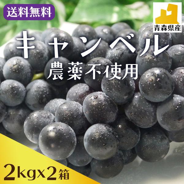 冷蔵）青森県産ぶどう「キャンベル」農薬・化学肥料不使用約2kg（5〜7