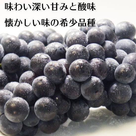 【残り僅か】【家庭贈答用】青森県津軽地方産ぶどう　キャンベルアーリー　約１０キロ 冷蔵）青森県産ぶどう「キャンベル」農薬・化学肥料不使用約2kg（5〜7