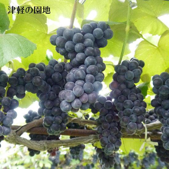 【送料無料セール】【家庭用】青森県津軽地方産ぶどう　キャンベルアーリー　約６キロ 冷蔵）青森県産ぶどう「キャンベル」農薬・化学肥料不使用約2kg（5〜7