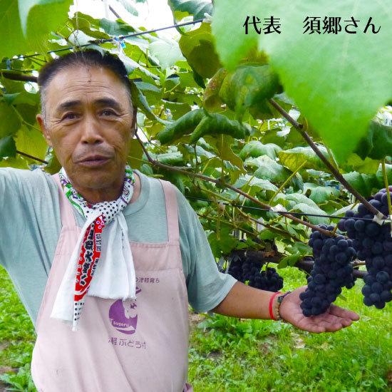 【送料無料セール　贈答用】青森県津軽地方産ぶどう　キャンベルアーリー約２キロ４箱 冷蔵）青森県産ぶどう「キャンベル」農薬・化学肥料不使用約2kg（5〜7